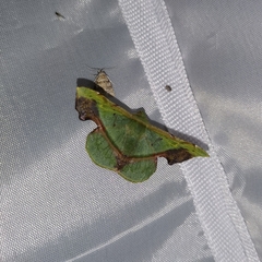 Fascellina plagiata