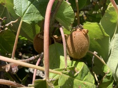Actinidiaceae