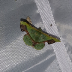 Fascellina plagiata