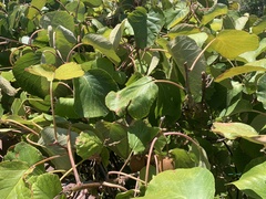 Actinidiaceae