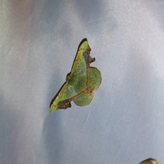 Fascellina plagiata