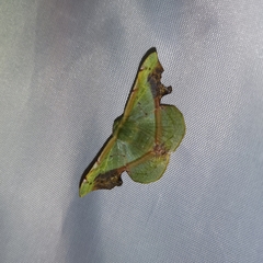 Fascellina plagiata