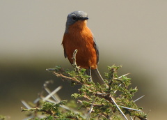 Melaenornis semipartitus