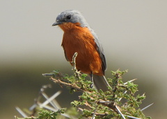 Melaenornis semipartitus