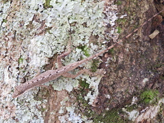 Anolis mariarum