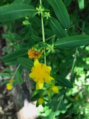 Hypericum prolificum