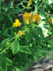 Hypericum prolificum