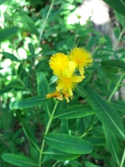 Hypericum prolificum
