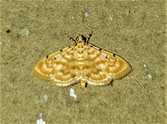 Notarcha quaternalis
