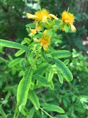 Hypericum prolificum