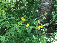Hypericum prolificum