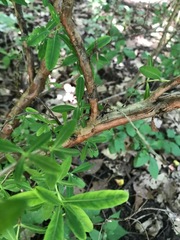 Hypericum prolificum