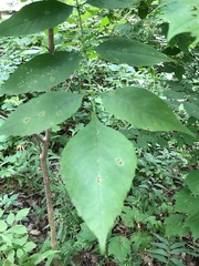 Fraxinus americana