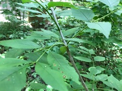 Fraxinus americana