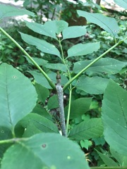 Fraxinus americana