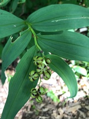 Maianthemum stellatum
