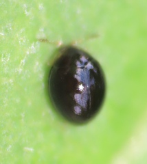 Anamorphidae