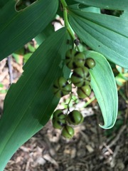 Maianthemum stellatum