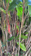 Heliconia rostrata