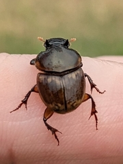Digitonthophagus