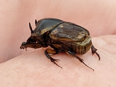 Digitonthophagus