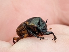 Digitonthophagus