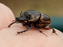 Digitonthophagus