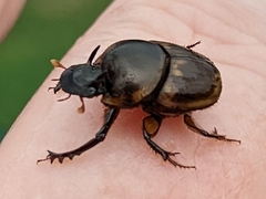 Digitonthophagus