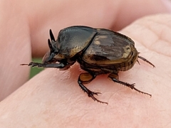 Digitonthophagus