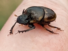 Digitonthophagus