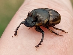 Digitonthophagus