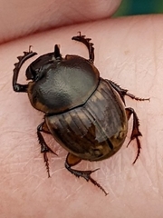 Digitonthophagus