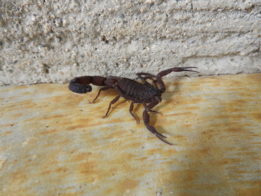 Tityus Fuhrmanni Inaturalist