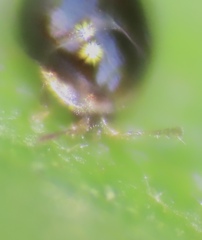Anamorphidae