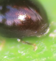 Anamorphidae
