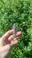 Agastache foeniculum