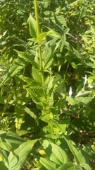 Agastache foeniculum