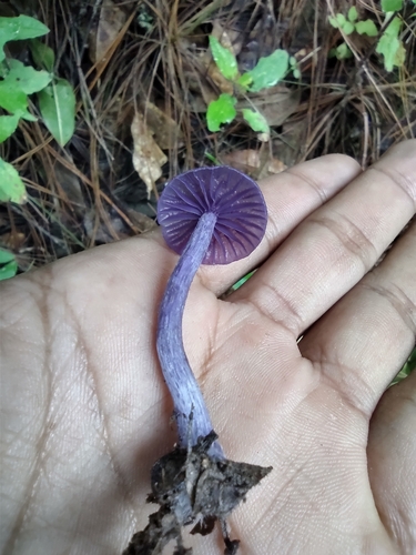 Hydnangiaceae image