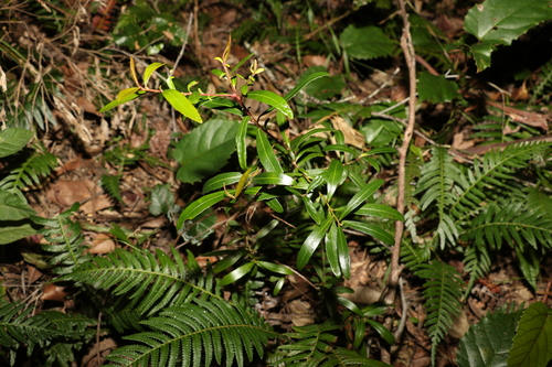 Image of Myrsine angusta by (c) Greg Tasney, some rights reserved (CC BY-SA)