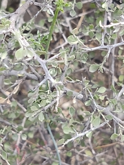 Condalia hookeri