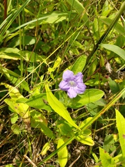 Ruellia strepens
