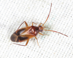 Ceratocapsus modestus