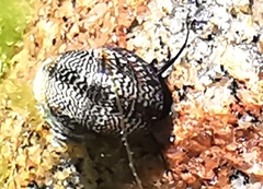 Theodoxus fluviatilis