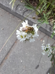 Anthophila