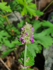 Agastache breviflora