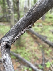 Catocala semirelicta