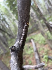 Catocala semirelicta