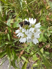 Andrena