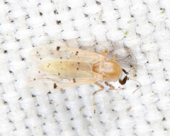 Alluaudomyia bella