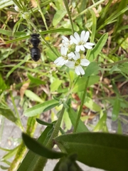 Andrena